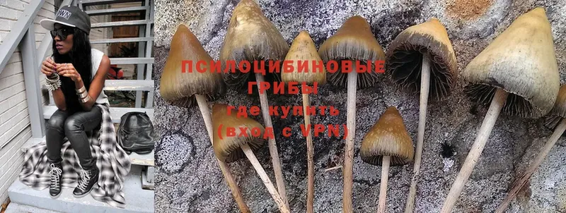 Псилоцибиновые грибы MAGIC MUSHROOMS  купить наркотики сайты  Прохладный 